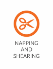 Napping & Shearing